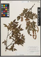 Foto von Salix waldsteiniana Willd.